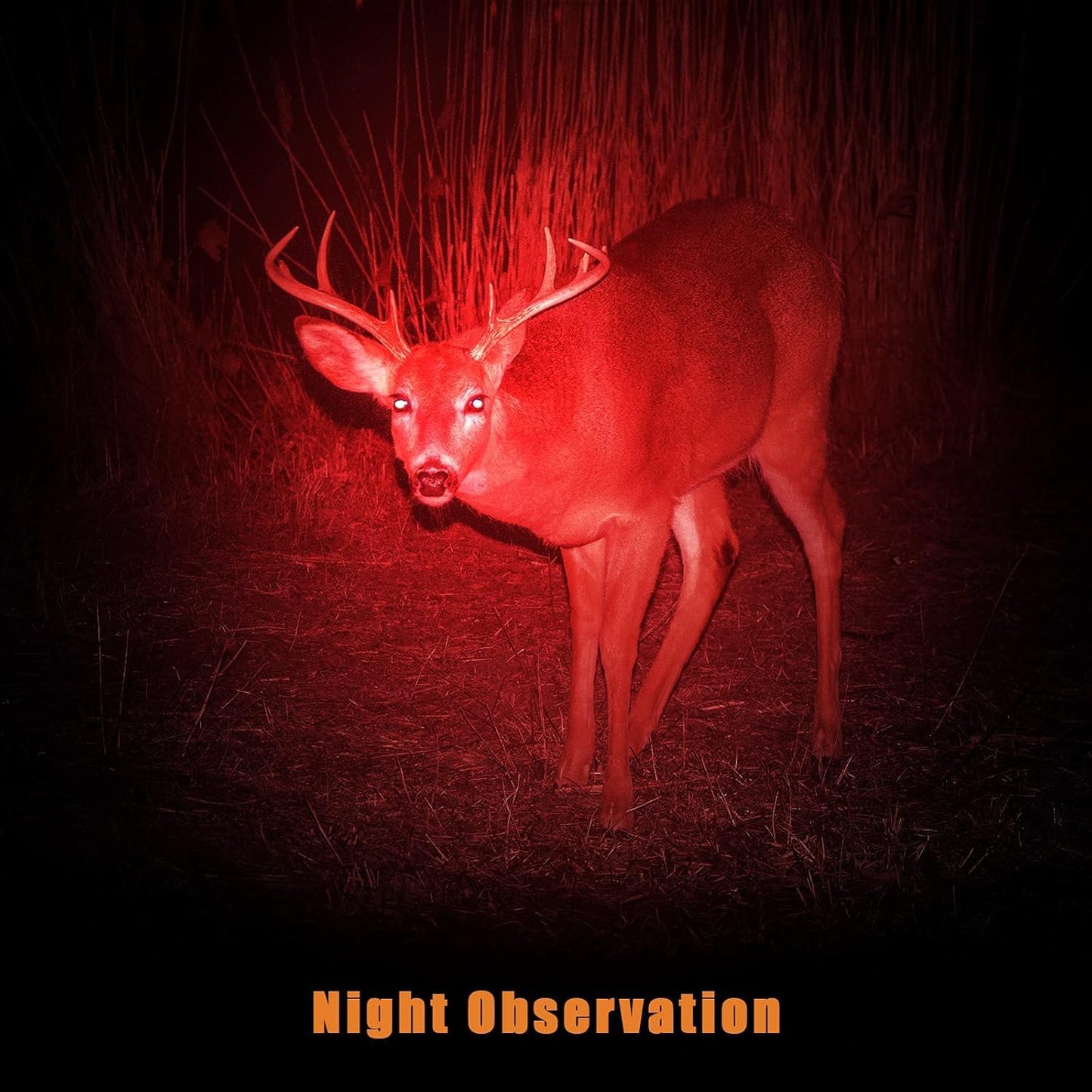 Tuanse 2 Pcs Red Light Flashlight Red LED Flashlight Pen Light Bright Torch for Night Astronomy Aviation Observation Turtle Safe Beach