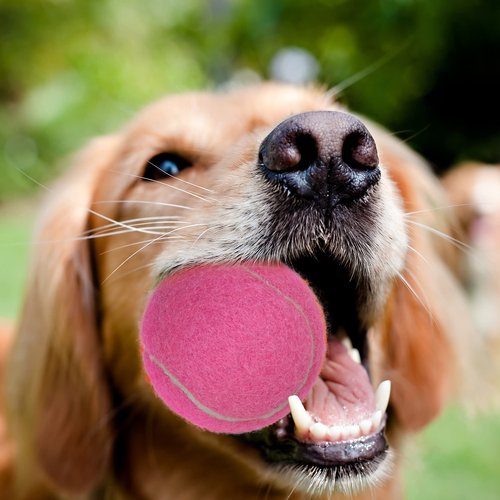 UOWGA Tennis Balls, High Flexibility Dog Balls, 9pcs Practice Tennis Balls for Sports Training, Comes with Mesh Bag, Great for Beginners