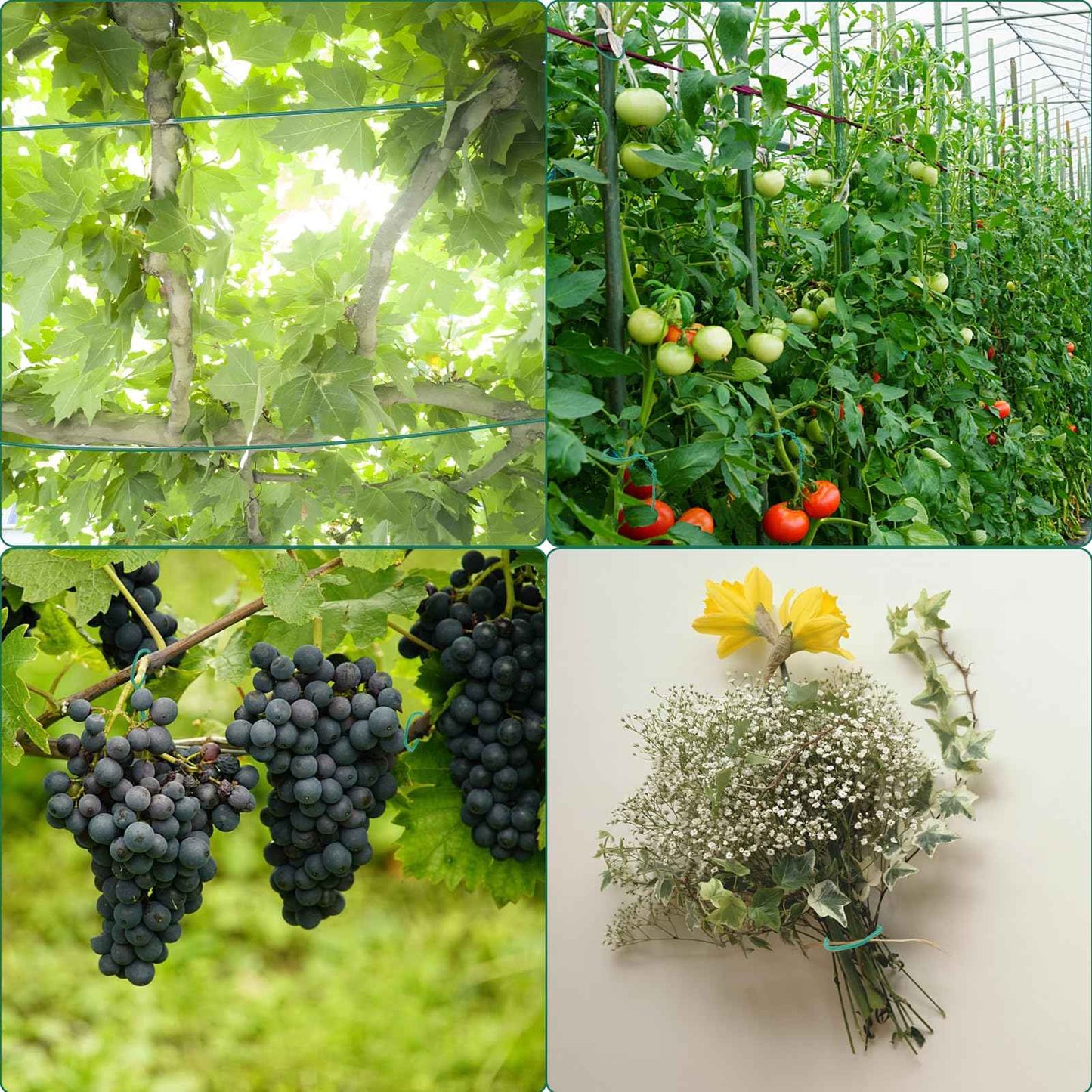 YDSL 100 Feet Soft Tie for Plants, 3 Pack Green Twist Garden Ties Gardening Supplies for Supporting Climbing Plants, Tomatoes, Vegetables, (Diameter - 2.5MM)