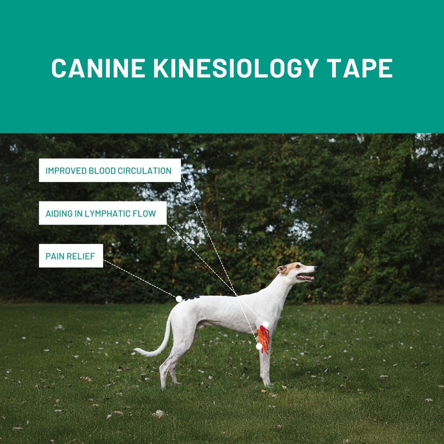 VetkinTape® Veterinary Kinesiology Tape Blue | Kinesiology Tape for Horses & Dogs | Equine & Canine Kinesiotape | Latex Free and Quality Mark Certified Ktape | 4 inch | Pack of 1 Roll