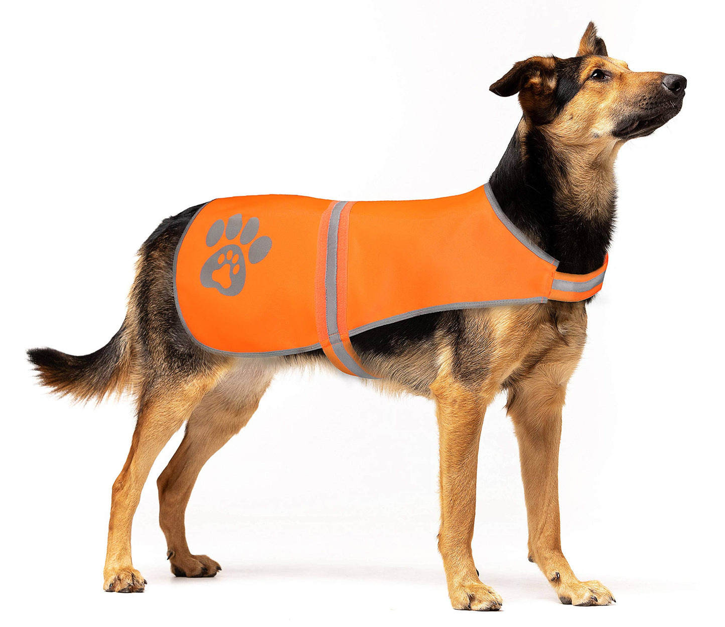 SPOFLY Reflective Safety Vest, High Visibility Keep Dogs Visible Outdoor Activity Day and Night, Hunting and Walking, Jacket for Small, Medium and Large Dogs (Blaze Orange, L)