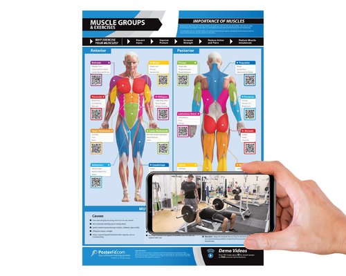 Posterfit Muscle Groups & Exercise Gym Poster - Large 24" X 16.5" - Laminated - Gym & Home Fitness Wall Chart - Includes Video Training Support