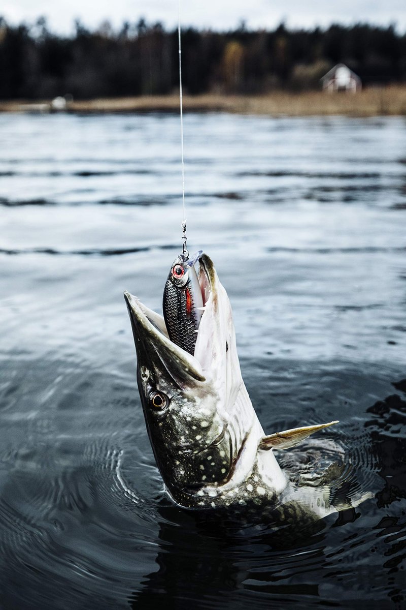 Rapala Unisex's Super Shadow Rap Lure, Live Perch, 16