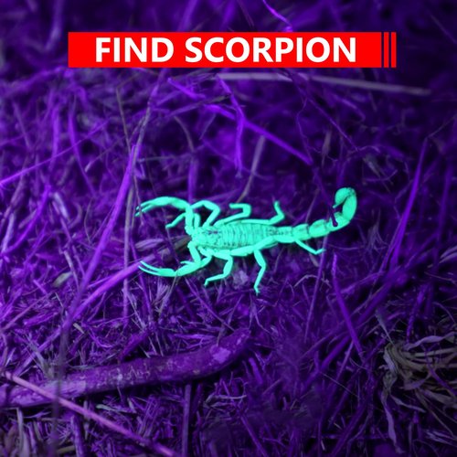 XINFEIBEI UV Black Light Flashlight, Single Mode 395nm Pocket Pen Light Flashlight for Leak, Pet Urine, Scorpion, 5-Pack