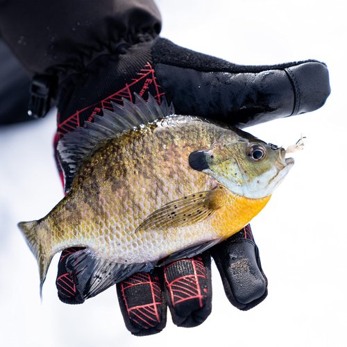 Eskimo Lockout™ Flex Glove, Gloves, Unisex, Black Ice, M/L