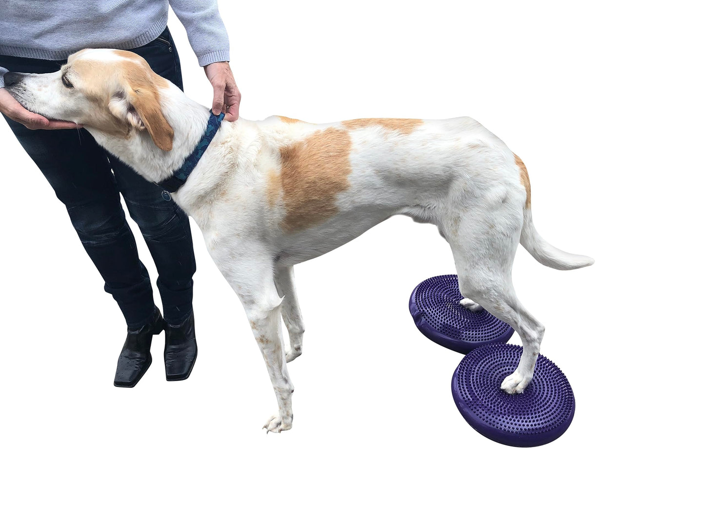 DEZAL Dog Balance Disc Cushion 14" - With 2 Exercises and Pump - Dog rehab Exercise Strength Endurance Conditioning Fitness Flexibility Rehabilitation Physical Training Tool for Senior Dogs