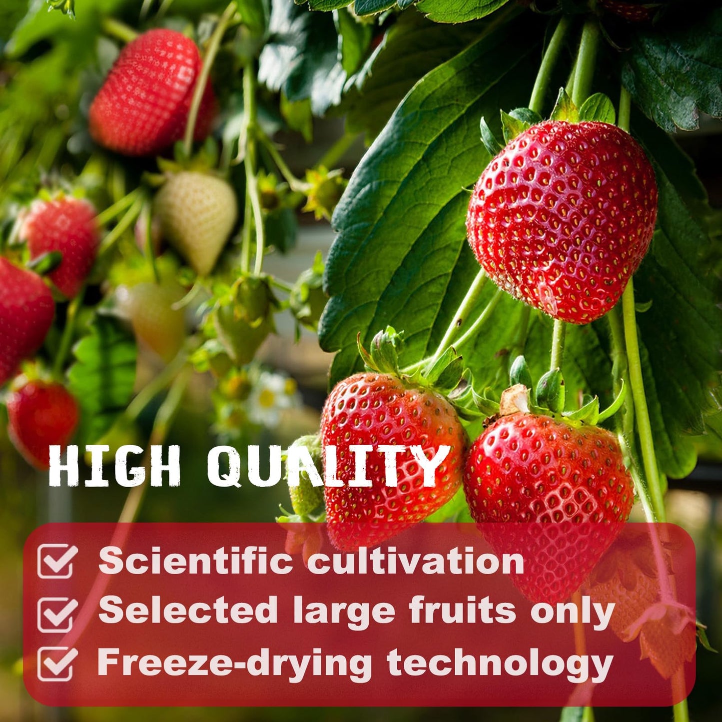 16 Oz/1lb Freeze Dried Strawberries Pieces, Resealable Bucket Dehydrated Strawberry - Premium Dried Fruit Bulk No Added Sugar Snack for Smoothies, Oatmeal, Yogurt, Baking, Dessert & Trail Mix