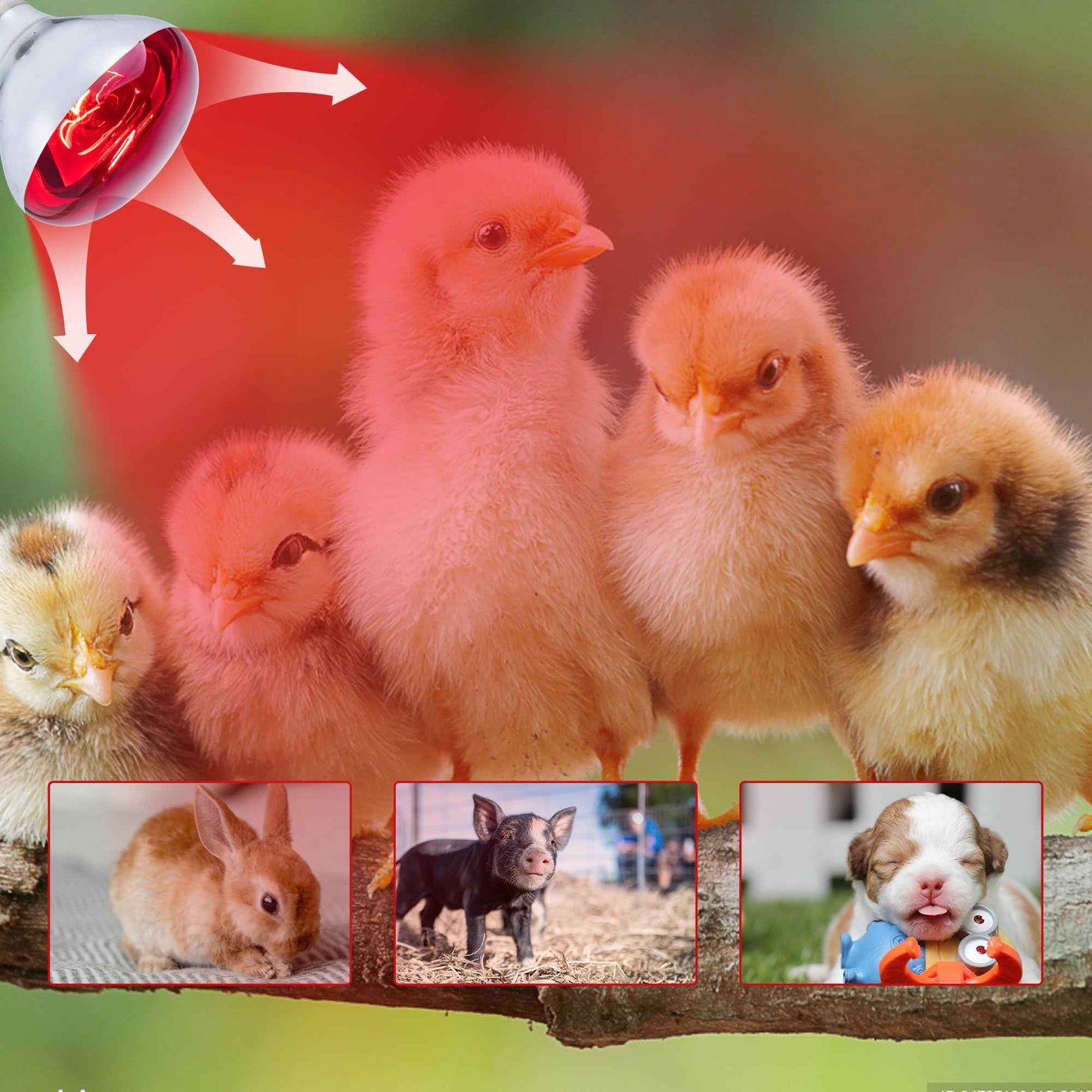 Wesome Lighting 250 Watt Heat Lamp Bulbs for Chicks, R40 Brooder Heat Lamp for Chickens, Infrared Reflector Heat Bulbs for Brooder Heater, Incandescent Spotlight for Pet, Bathroom, Food (2 Pack)