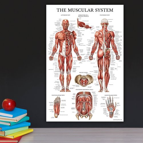 QUICKFIT Dumbell Workouts and Muscular System Anatomy Poster Set - Laminated 2 Chart Set - Dumbbell Exercise Routine & Muscle Anatomy Diagram (Laminated, 18" x 24")