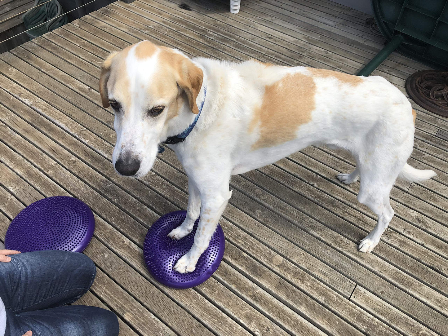 DEZAL Dog Balance Disc Cushion 14" - With 2 Exercises and Pump - Dog rehab Exercise Strength Endurance Conditioning Fitness Flexibility Rehabilitation Physical Training Tool for Senior Dogs