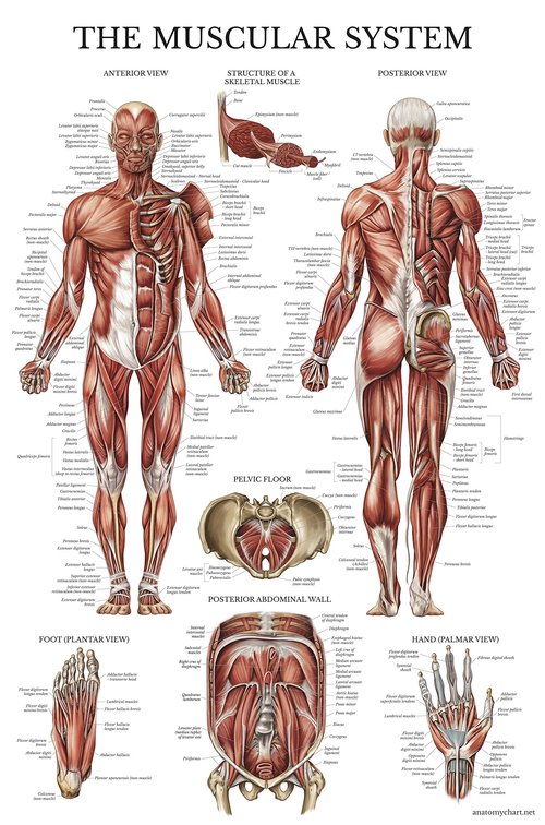 QUICKFIT Dumbell Workouts and Muscular System Anatomy Poster Set - Laminated 2 Chart Set - Dumbbell Exercise Routine & Muscle Anatomy Diagram (Laminated, 18" x 24")