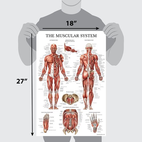 QUICKFIT Dumbell Workouts and Muscular System Anatomy Poster Set - Laminated 2 Chart Set - Dumbbell Exercise Routine & Muscle Anatomy Diagram (Laminated, 18" x 24")