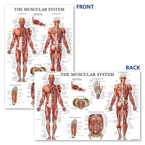 QUICKFIT Dumbell Workouts and Muscular System Anatomy Poster Set - Laminated 2 Chart Set - Dumbbell Exercise Routine & Muscle Anatomy Diagram (Laminated, 18" x 24")