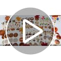 Thanksgiving Turkey Stickers - 300 PCS, 24 Sheets