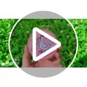 Funny Goose Patch - Cute Pink Animal Meme for Backpacks & Hats